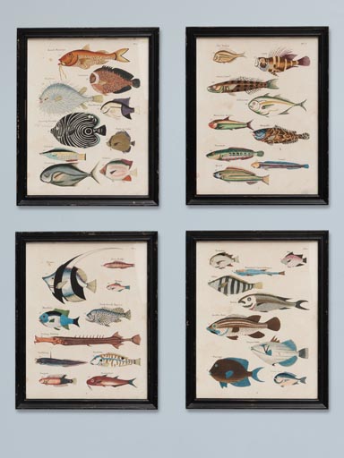 S/4 cadres poissons multicolores Louis Renard