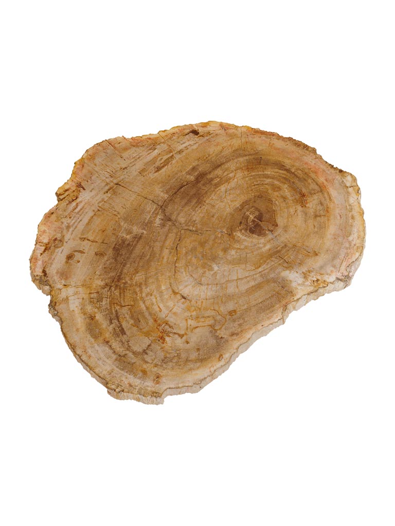 Petrified wood cutting board - 2