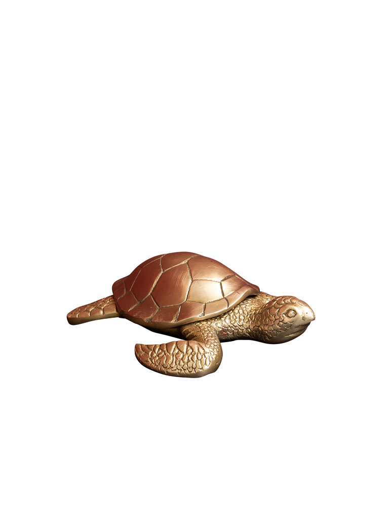 Small golden box turtle - 2