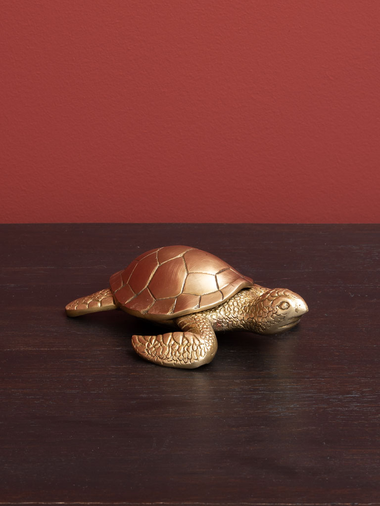 Small golden box turtle - 1