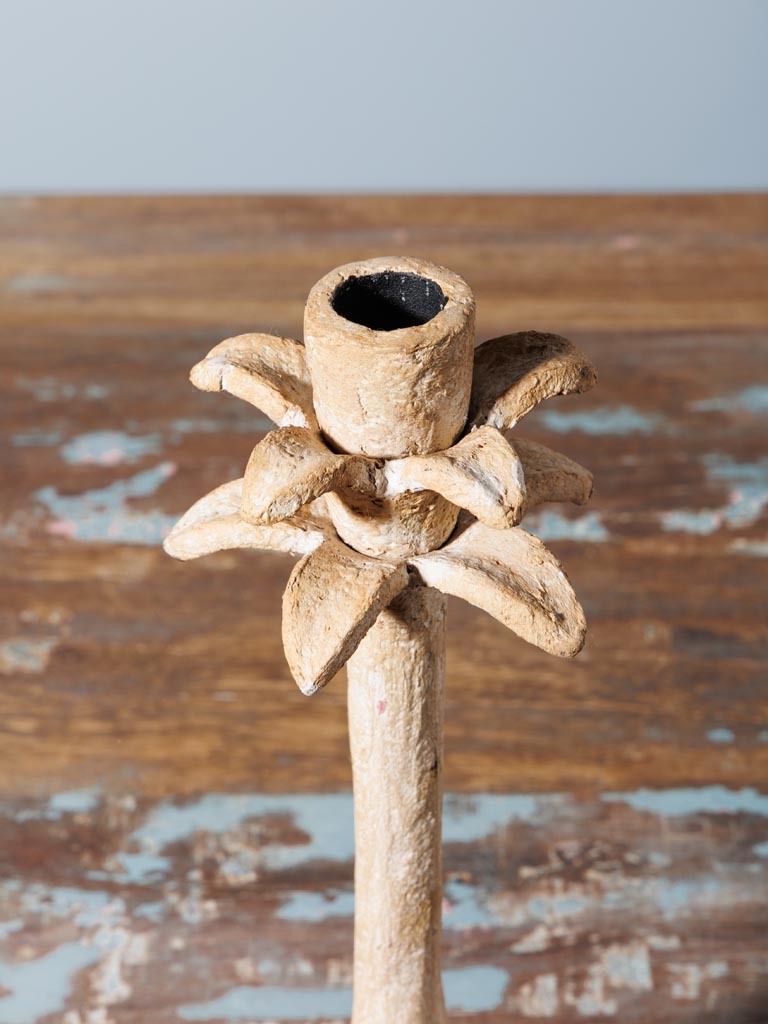 Candlestick Palm - 4