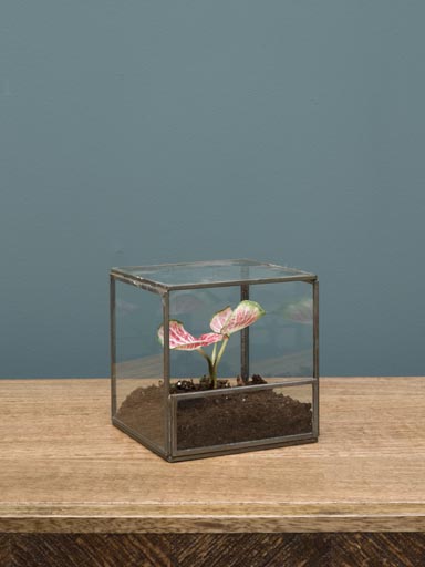 Square terrarium 13cm