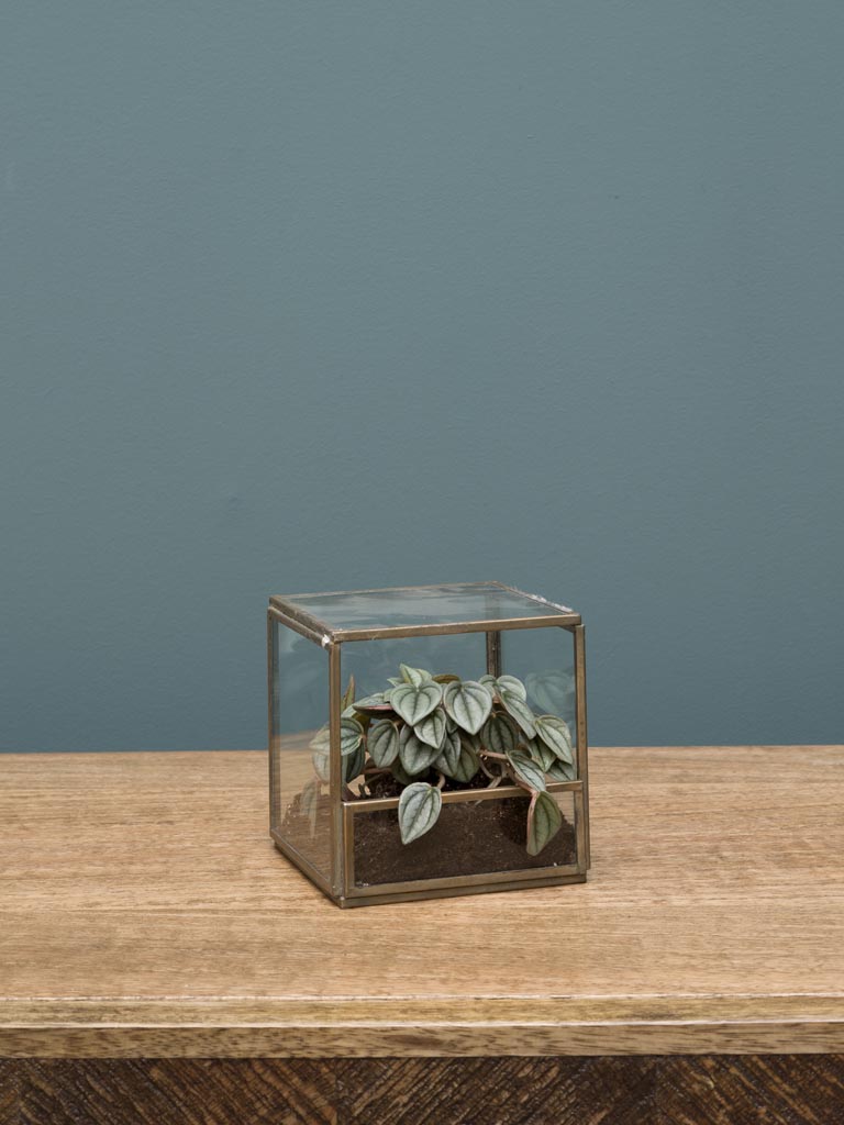 Petit terrarium carré 11cm - 1