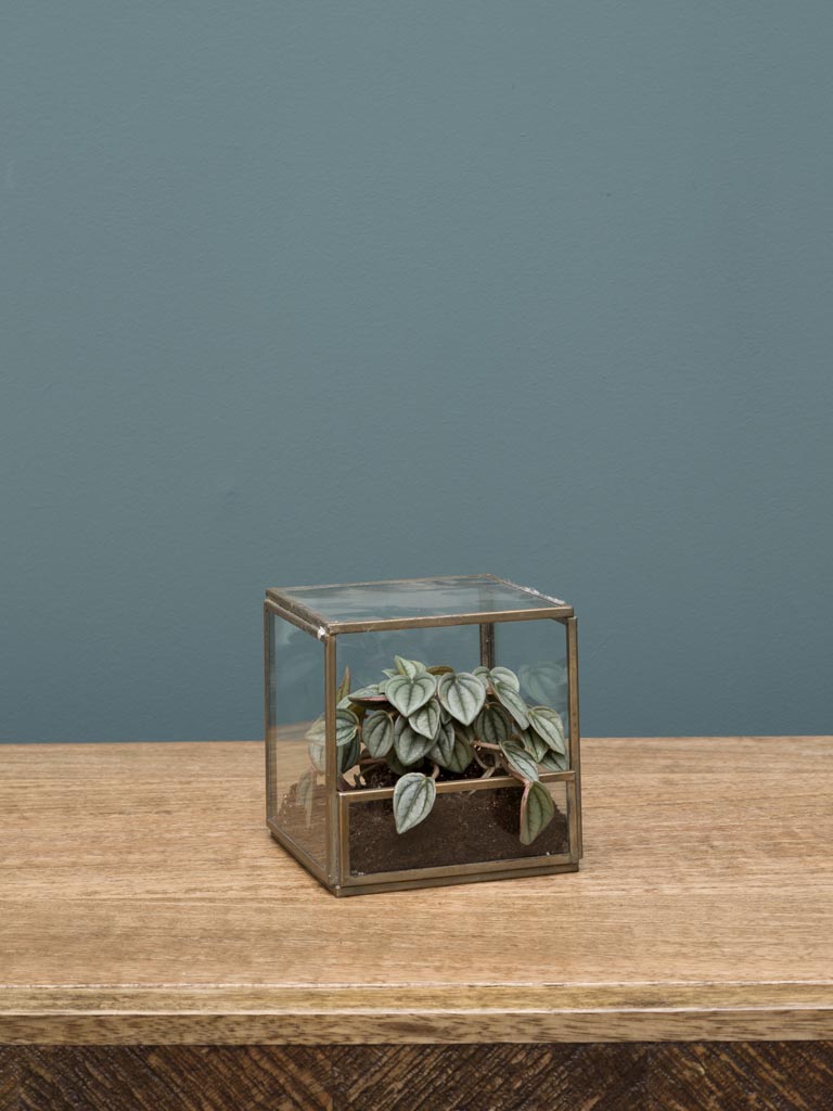 Small square terrarium11cm - 1