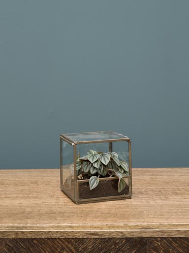 Small square terrarium11cm