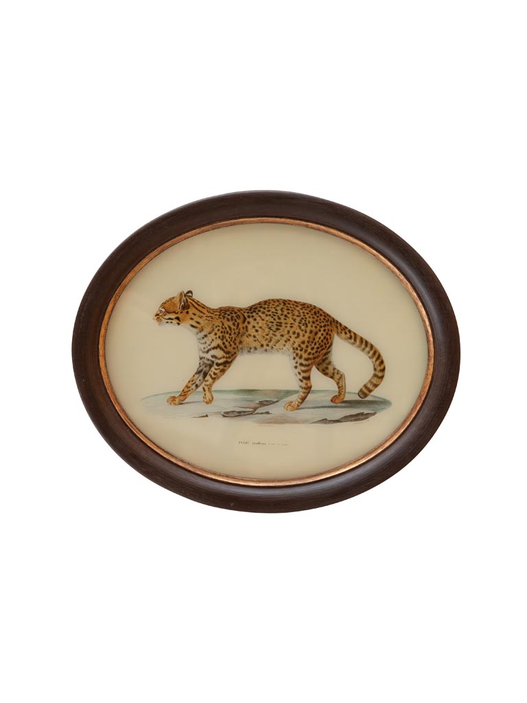 Oval frame with feline - 2