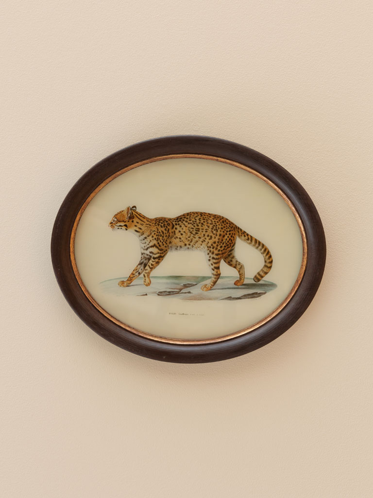 Oval frame with feline - 1