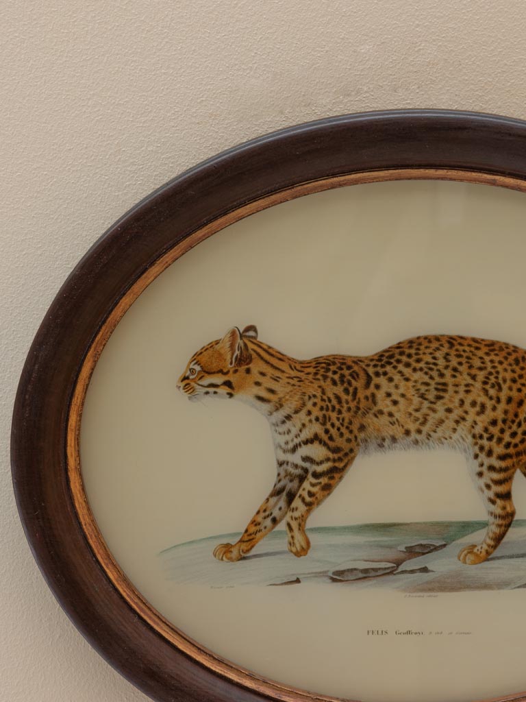 Oval frame with feline - 4