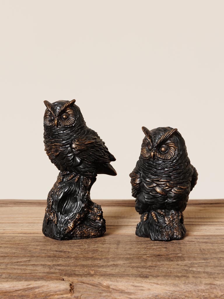 High owl on a branch - 4