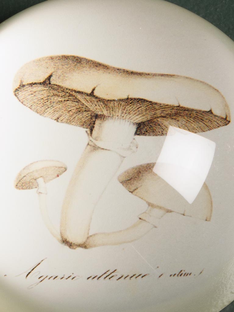 Paperweight Mushroom - 3