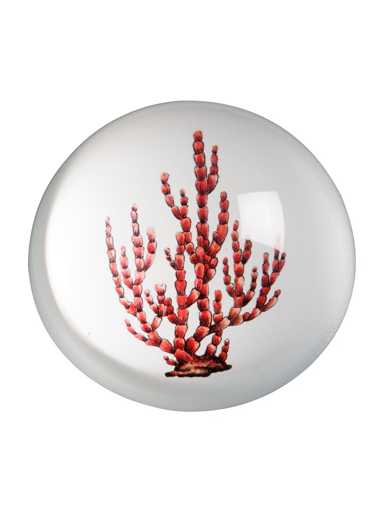 Paperweight Coral - 2