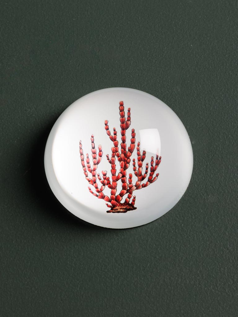 Paperweight Coral - 1
