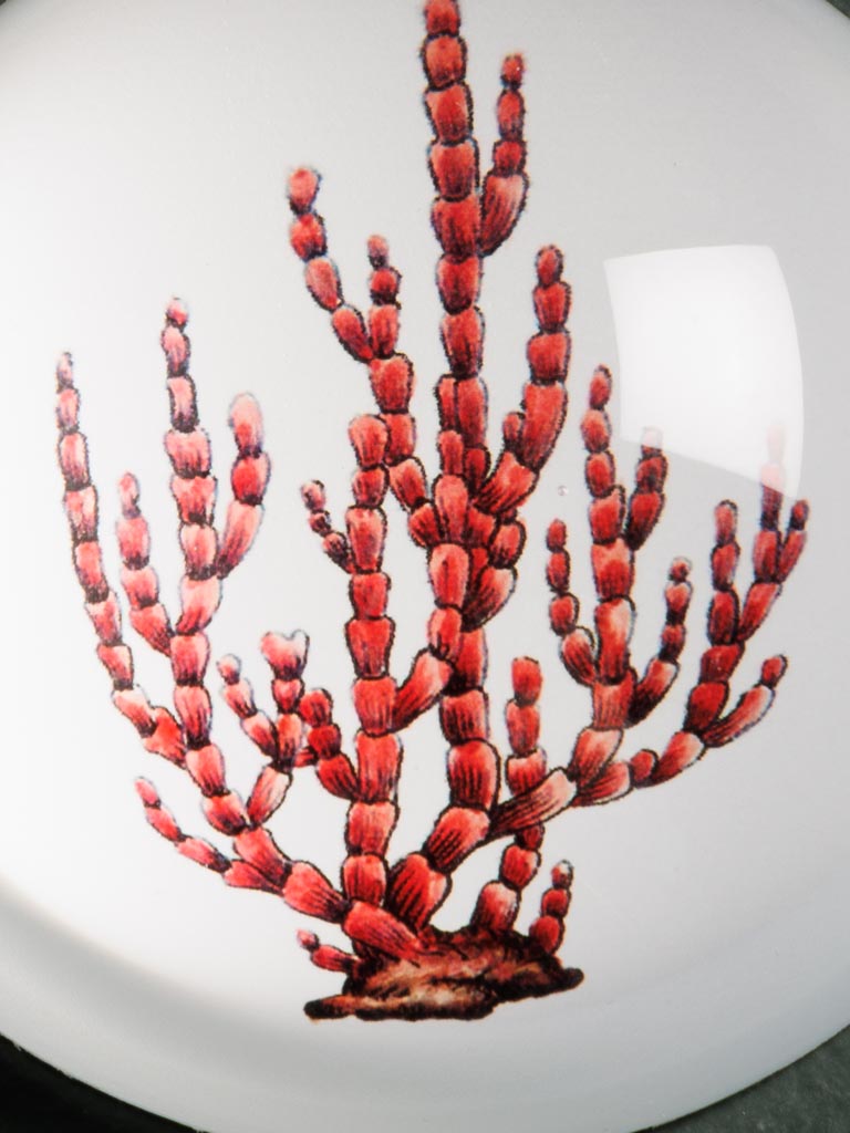 Paperweight Coral - 3