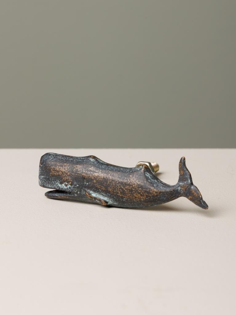 Knob whale - 3