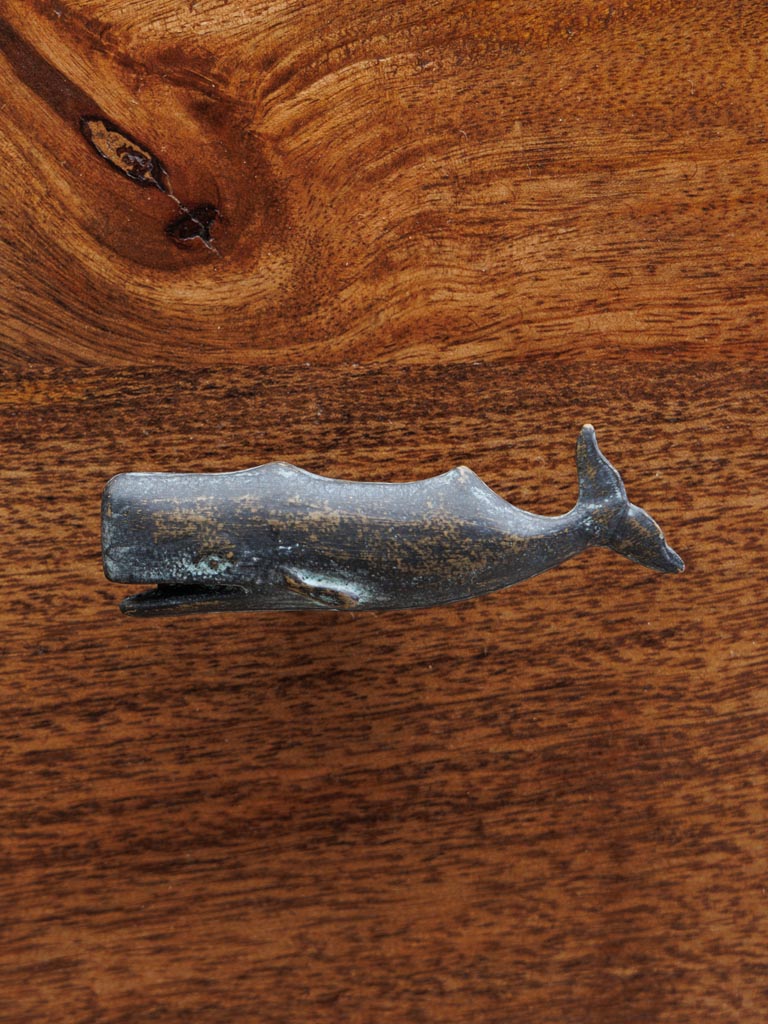Knob whale - 4