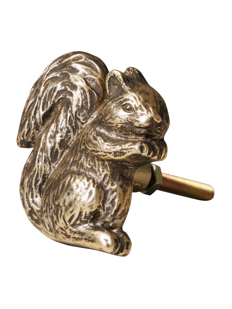 Golden knob squirrel - 2