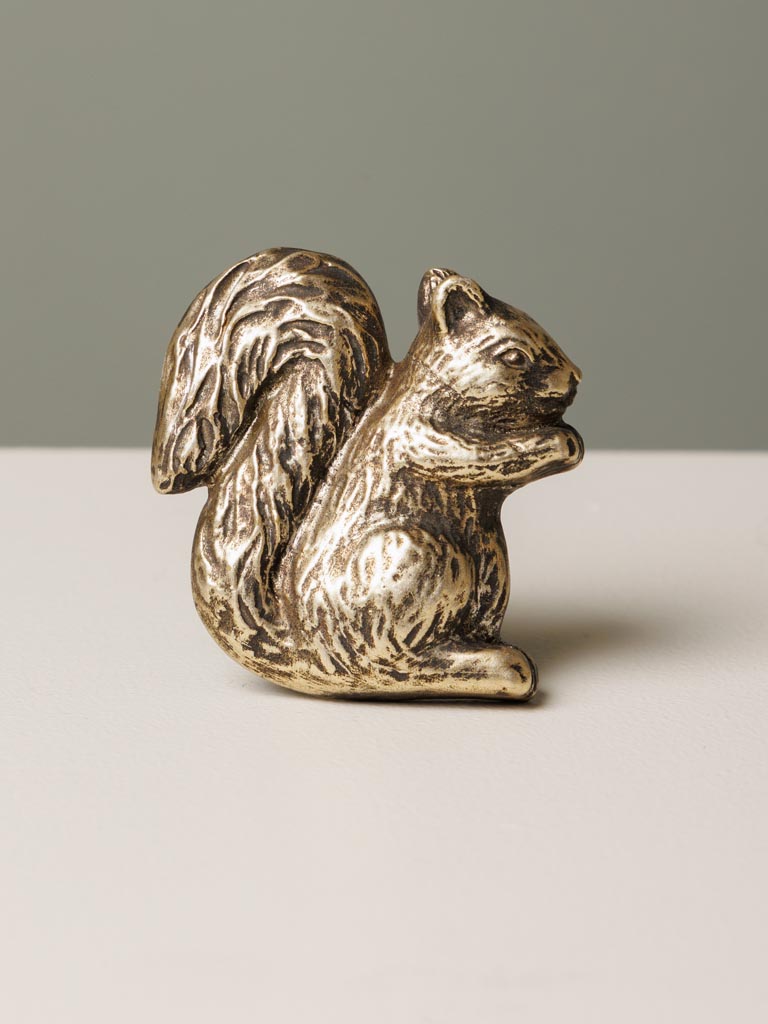 Golden knob squirrel - 3