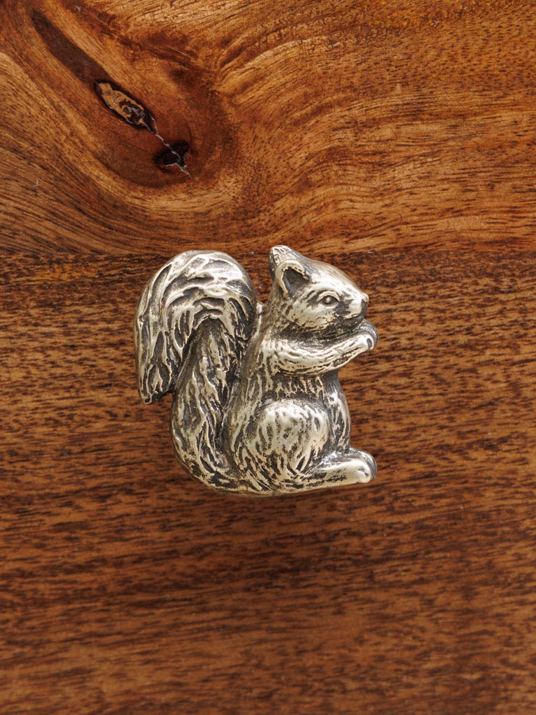 Golden knob squirrel - 4