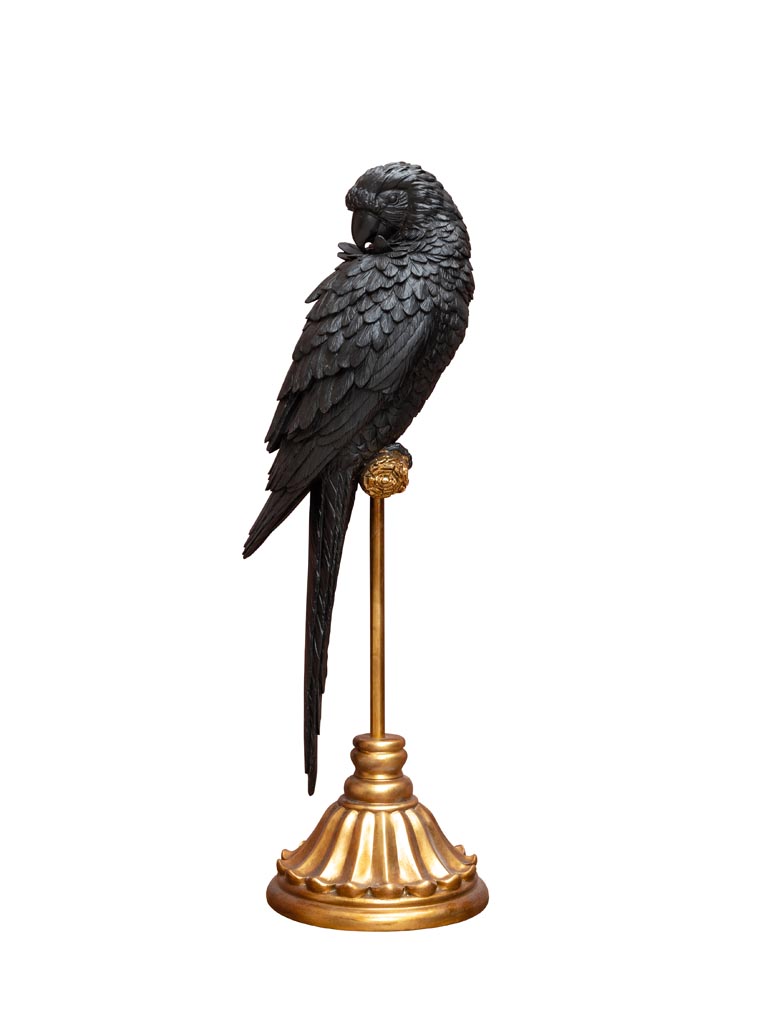 Black parrot on golden perch - 2