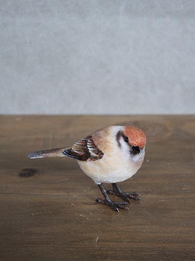 Pie Grièche à tête rousse en résine.