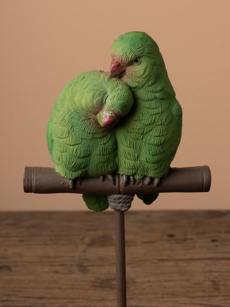 Small red-billed parrots on perch - 4