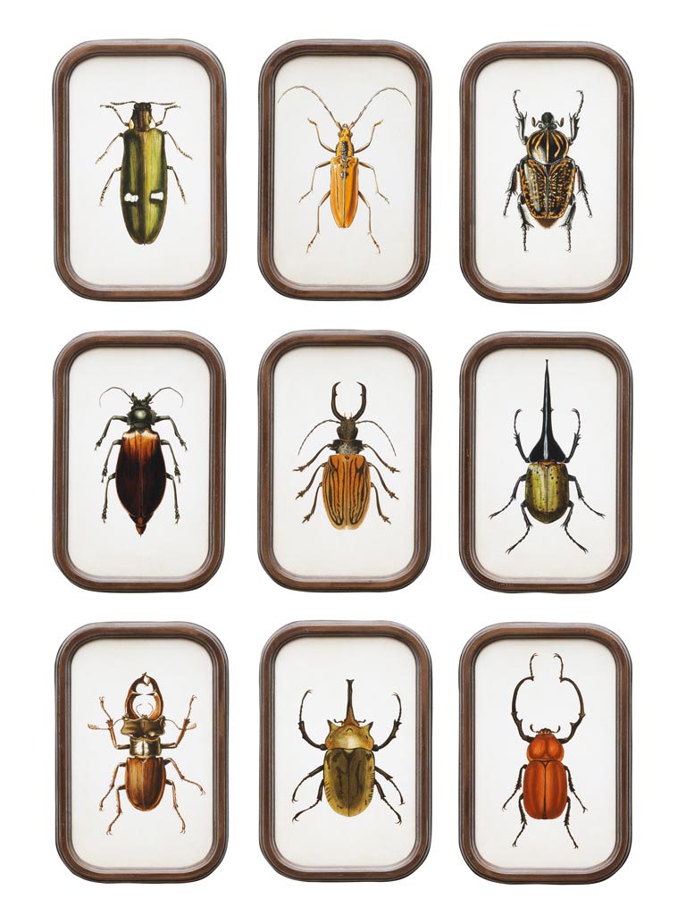 S/9 cadres insectes - 4