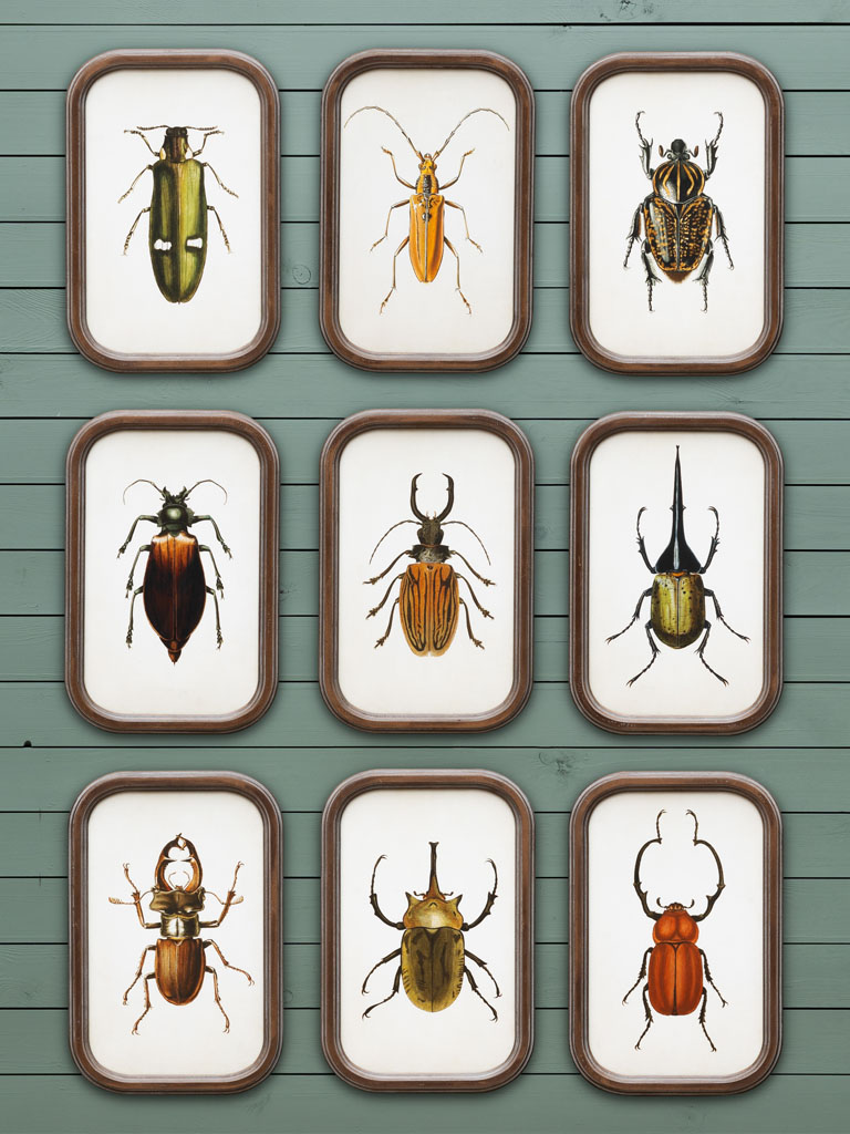 S/9 cadres insectes - 1