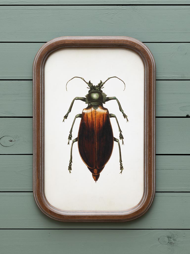 S/9 cadres insectes - 9