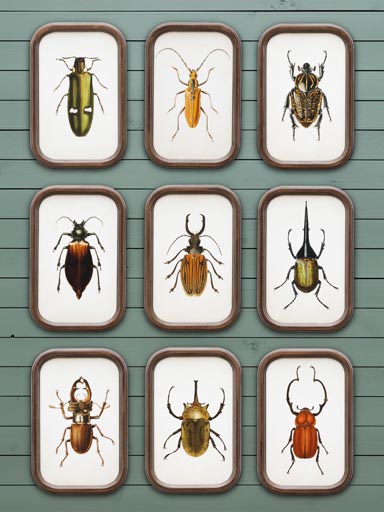 S/9 cadres insectes