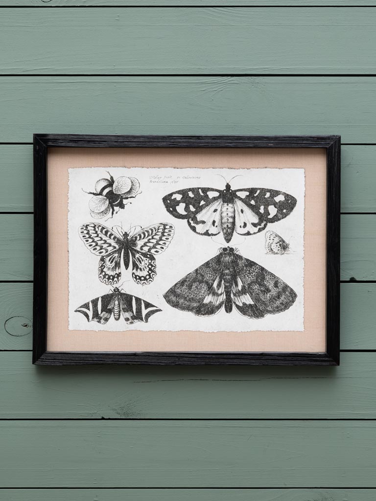 S/4 butterflies frames - 5