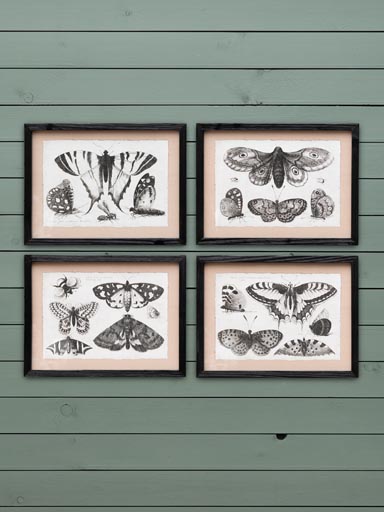 S/4 butterflies frames