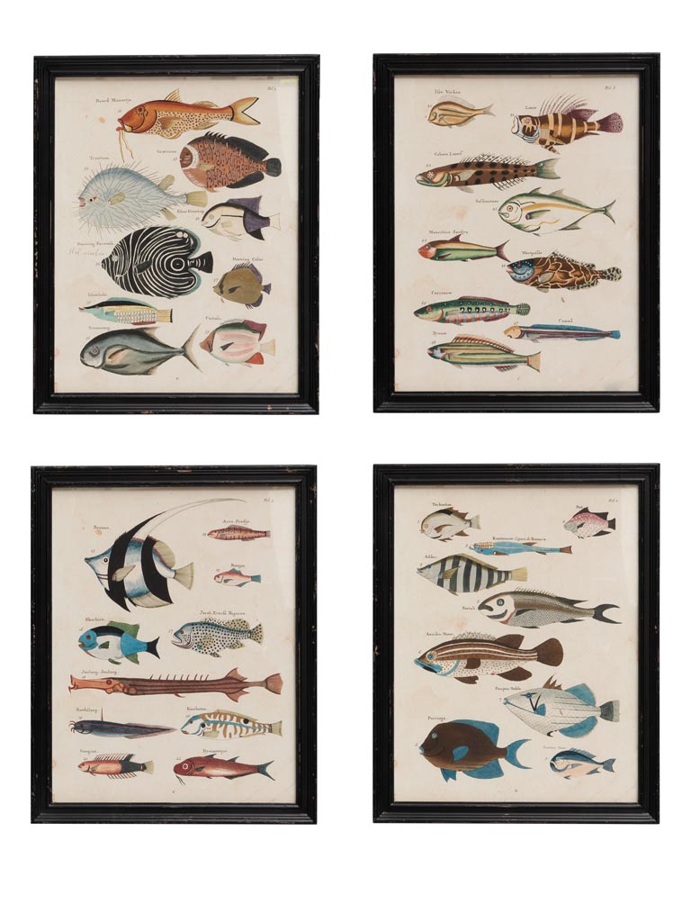 S/4 cadres poissons multicolores Louis Renard - 3