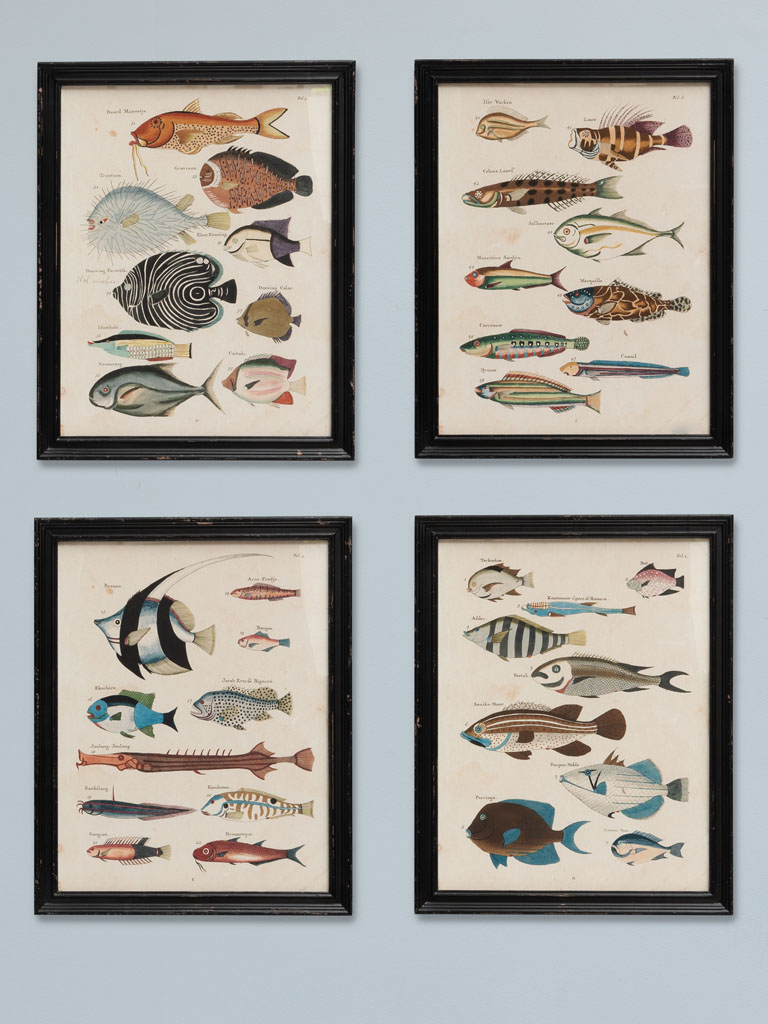 S/4 multicolor fish frames Louis Renard - 1