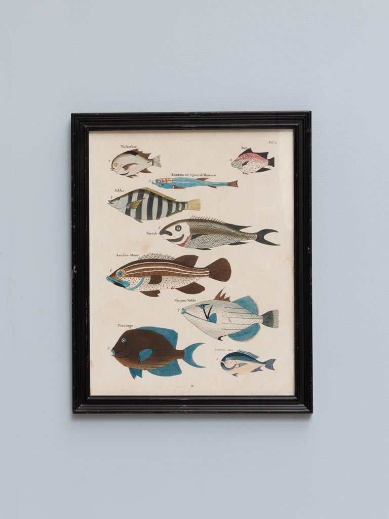 S/4 multicolor fish frames Louis Renard - 4