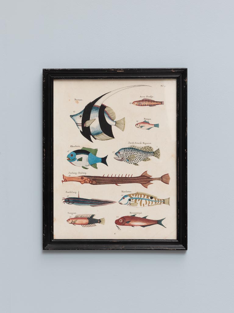 S/4 multicolor fish frames Louis Renard - 6