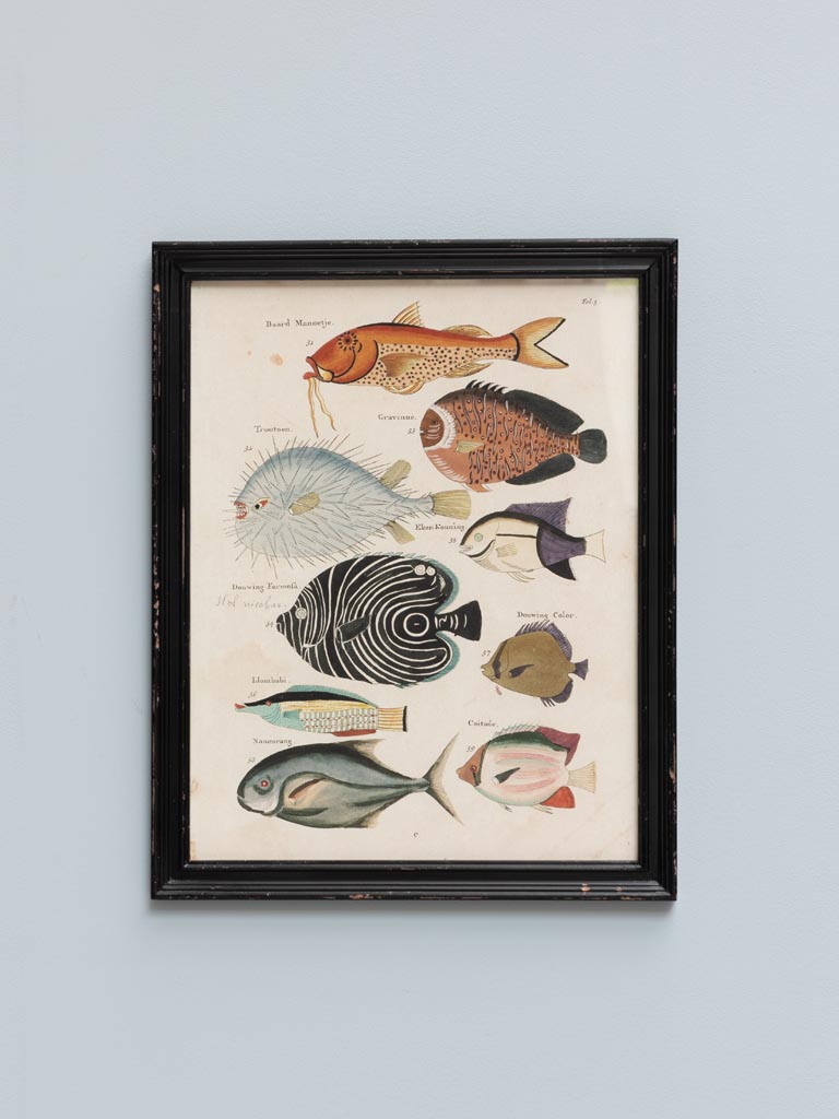 S/4 multicolor fish frames Louis Renard - 5