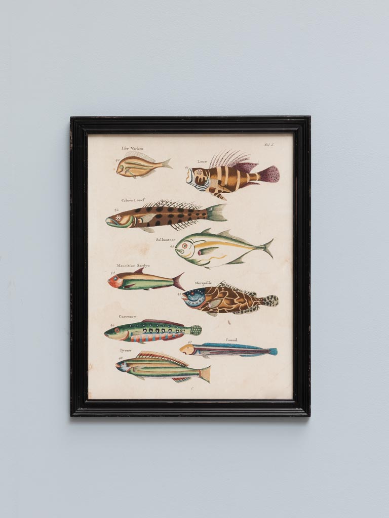 S/4 multicolor fish frames Louis Renard - 2