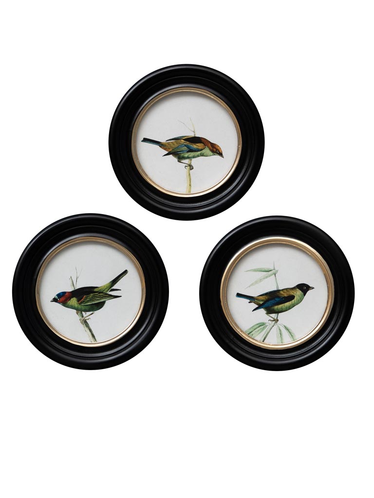 S/3 round frames colored birds - 2
