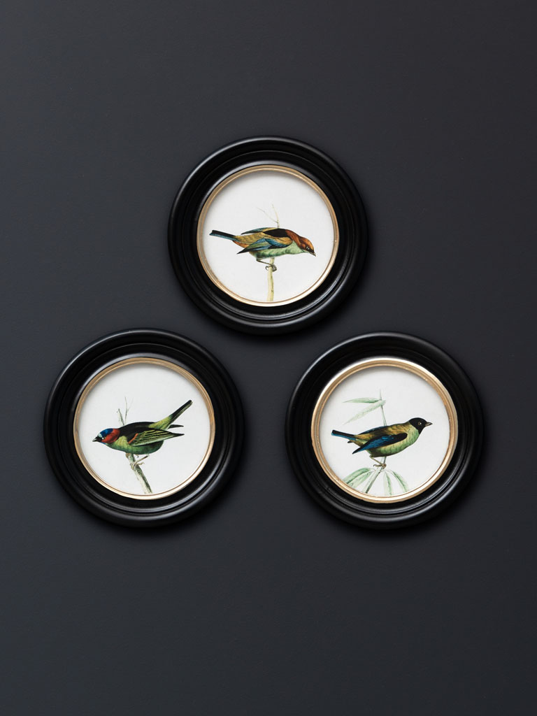 S/3 round frames colored birds - 1