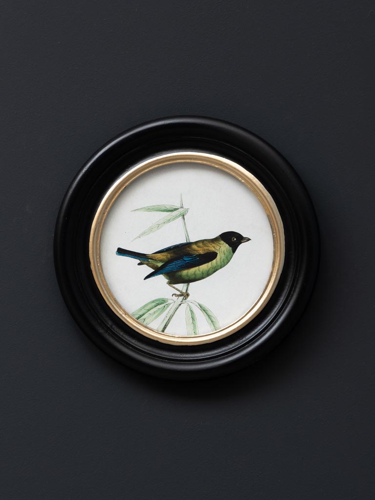 S/3 round frames colored birds - 3