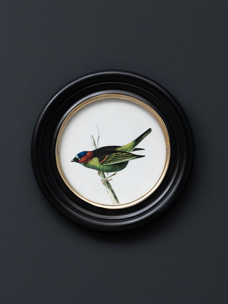 S/3 round frames colored birds - 5
