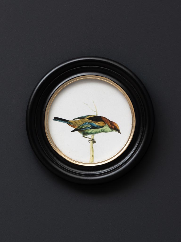 S/3 round frames colored birds - 6