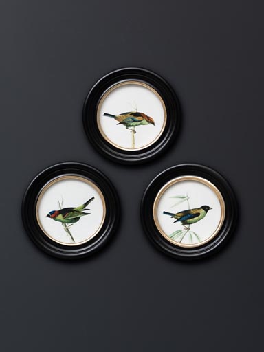 S/3 round frames colored birds