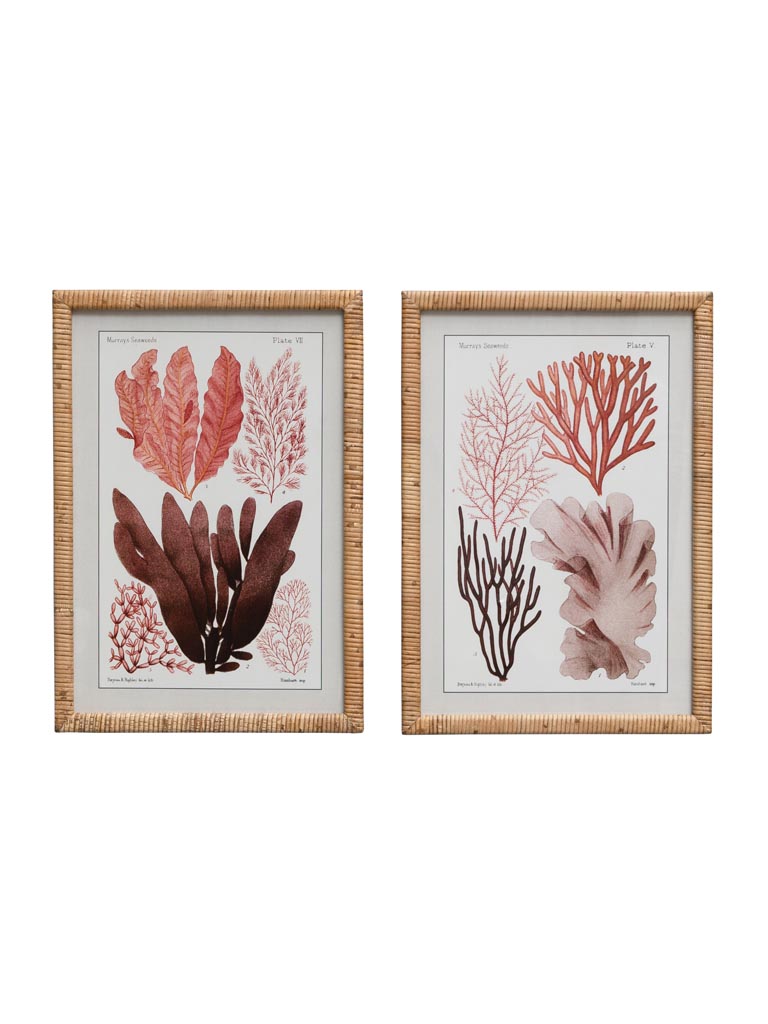 S/2 coral designs with rattan frames - 3