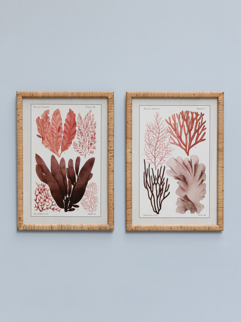 S/2 coral designs with rattan frames - 1