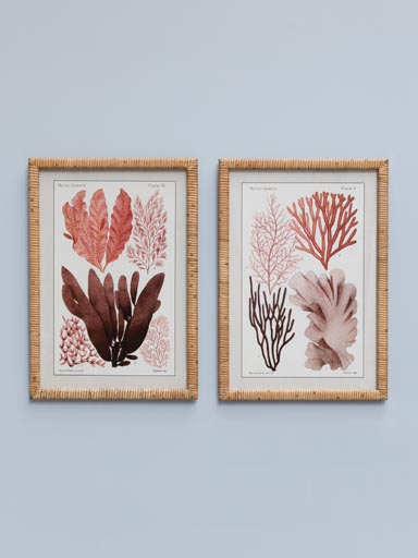 S/2 coral designs with rattan frames