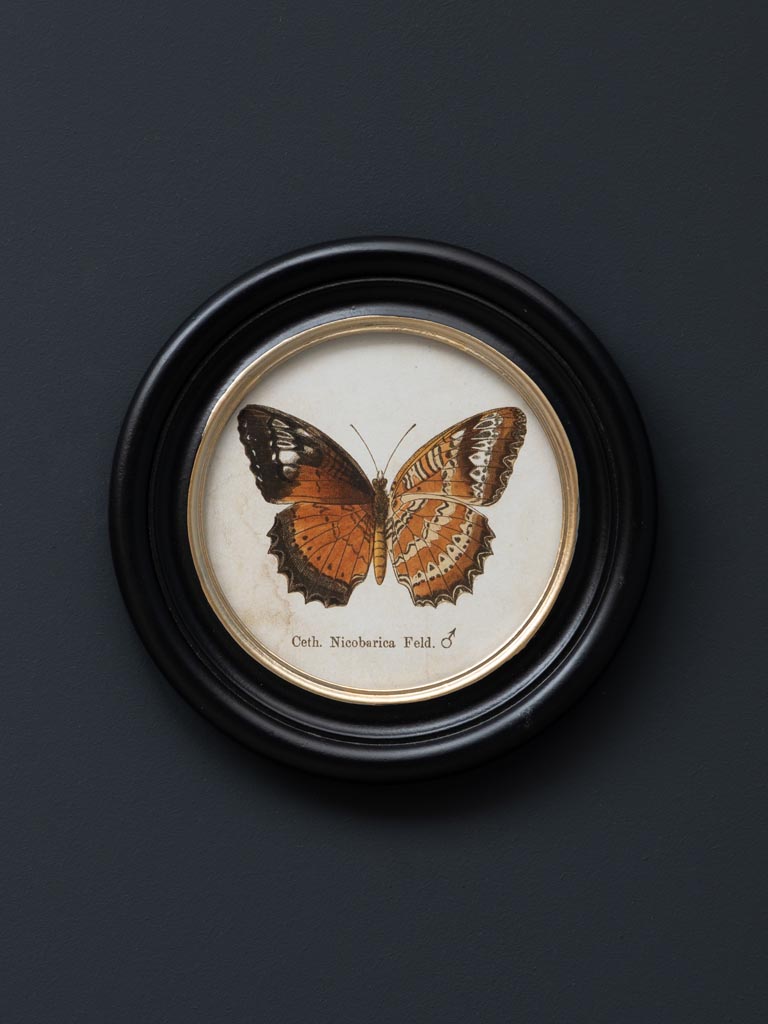 S/4 round frames colored butterfly - 4
