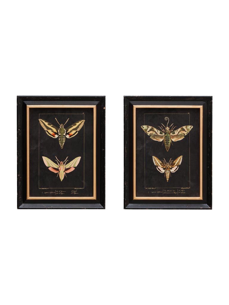 S/2 butterfly frames - 2