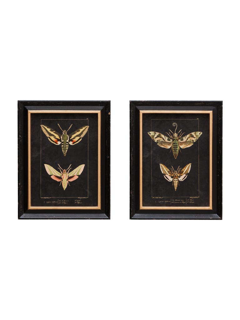 S/2 colored butterfly frames - 2