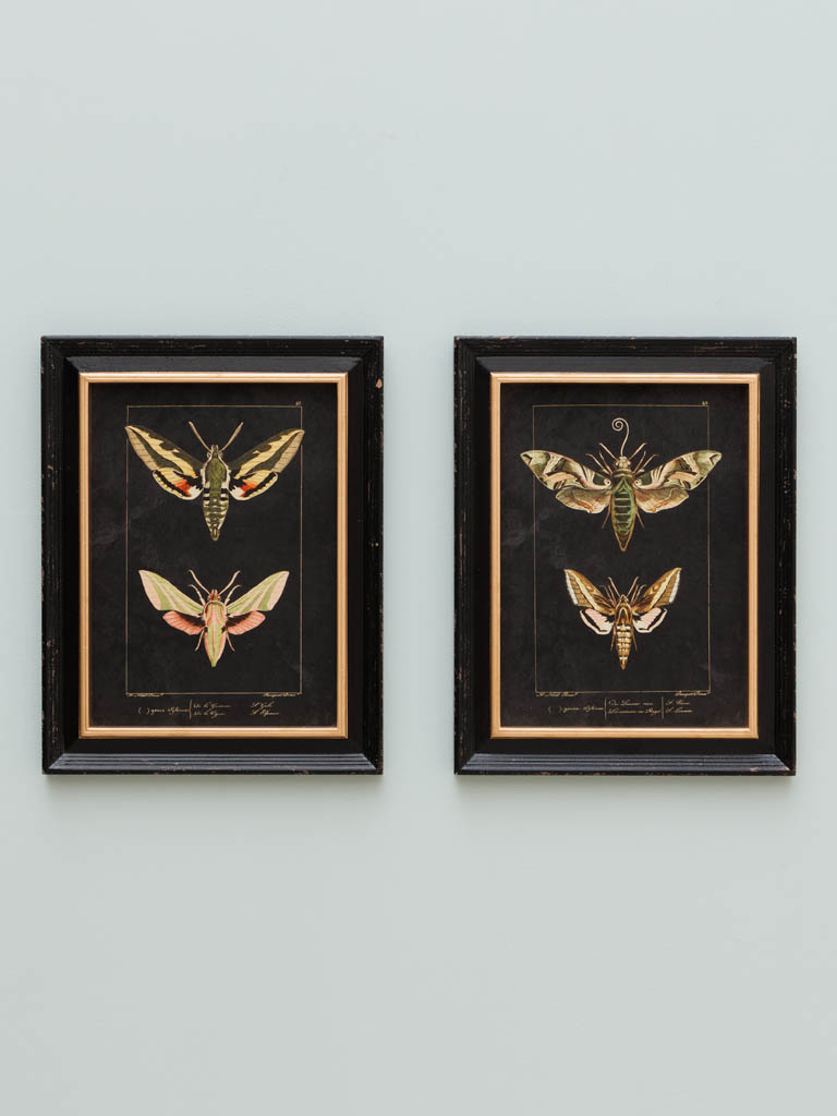 S/2 butterfly frames - 1